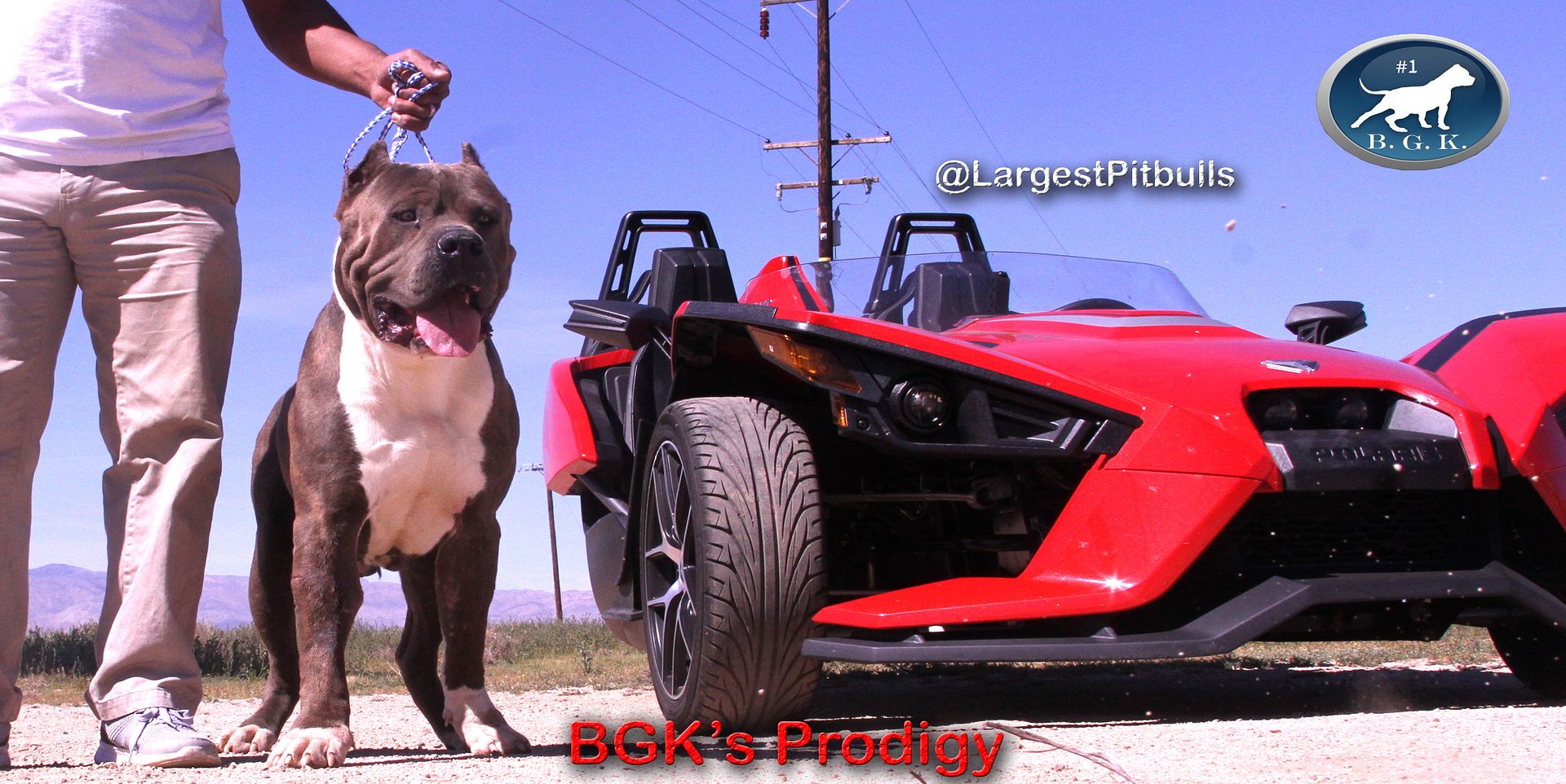Big Gemini Pitbulls Largest Pitbulls Best Blue Pitbull breeder